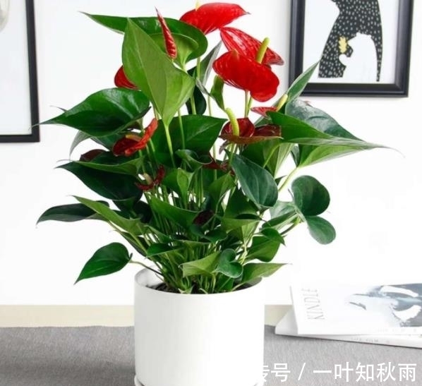 新手|冬天种上5种漂亮花,寓意美好,吉祥又大气,皮实好养适合新手