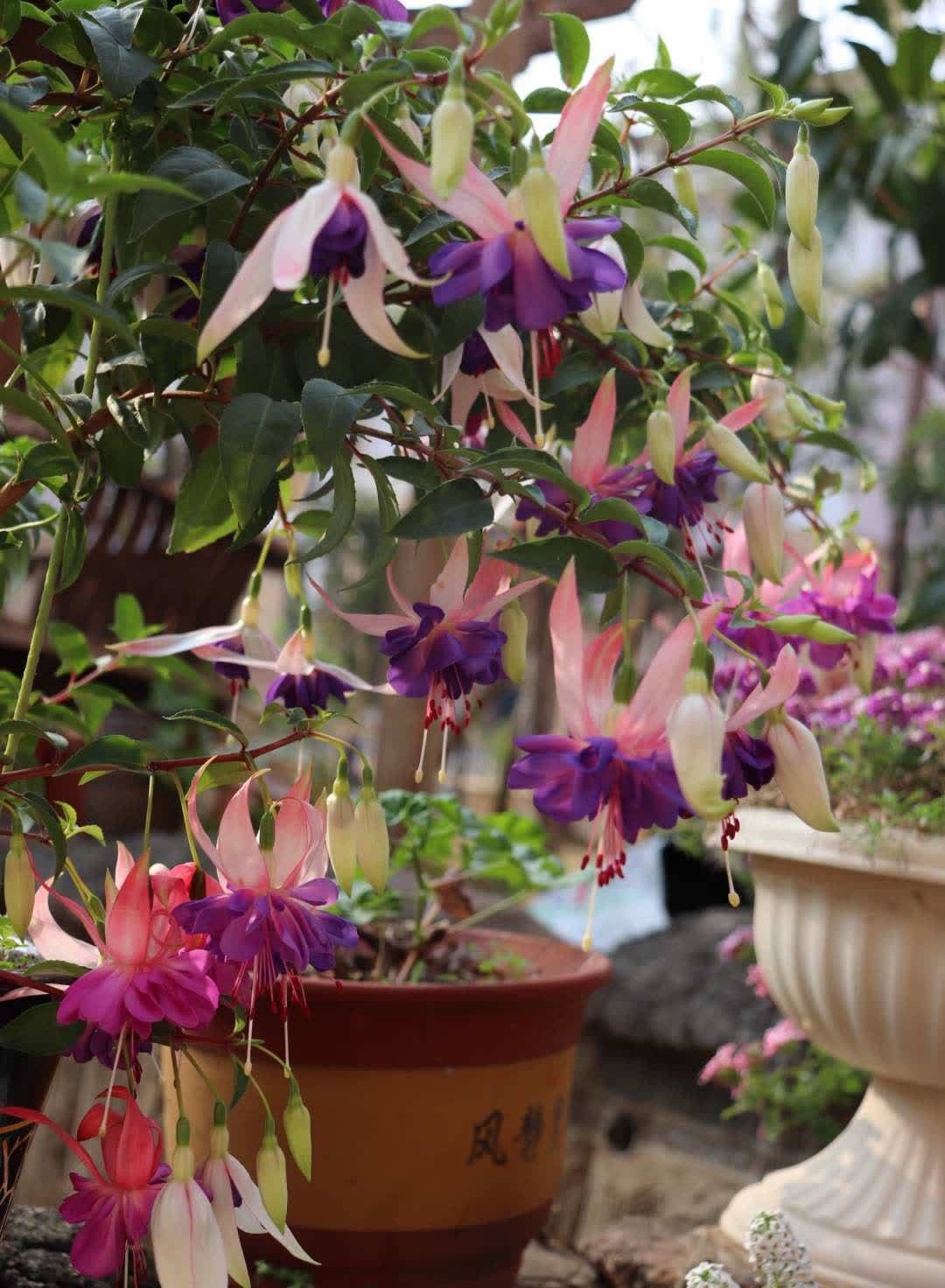 “最累”的8种花,花开连续几个月,一次开花几百朵