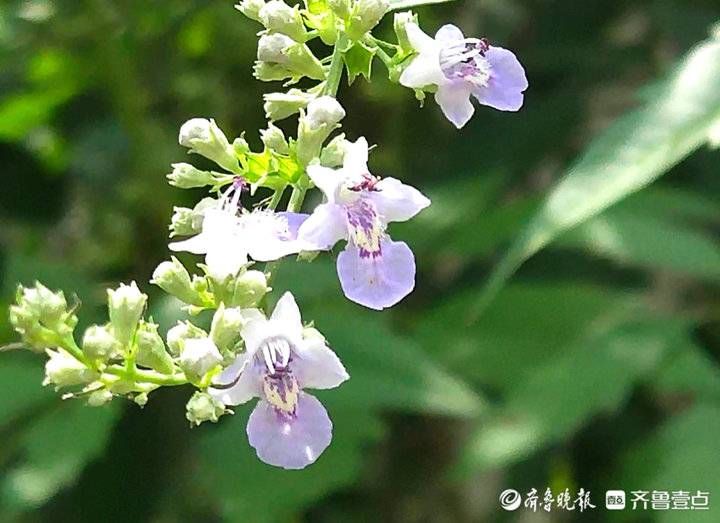 荆条|荆条开出紫色小花，清雅靓丽满枝头