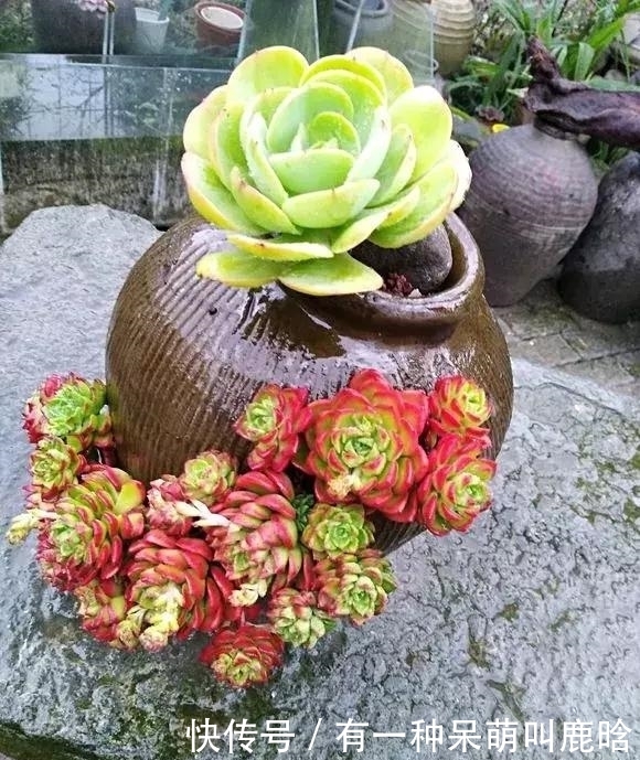 邻居捡破烂养花，全家都反对，栽上花后都笑了！