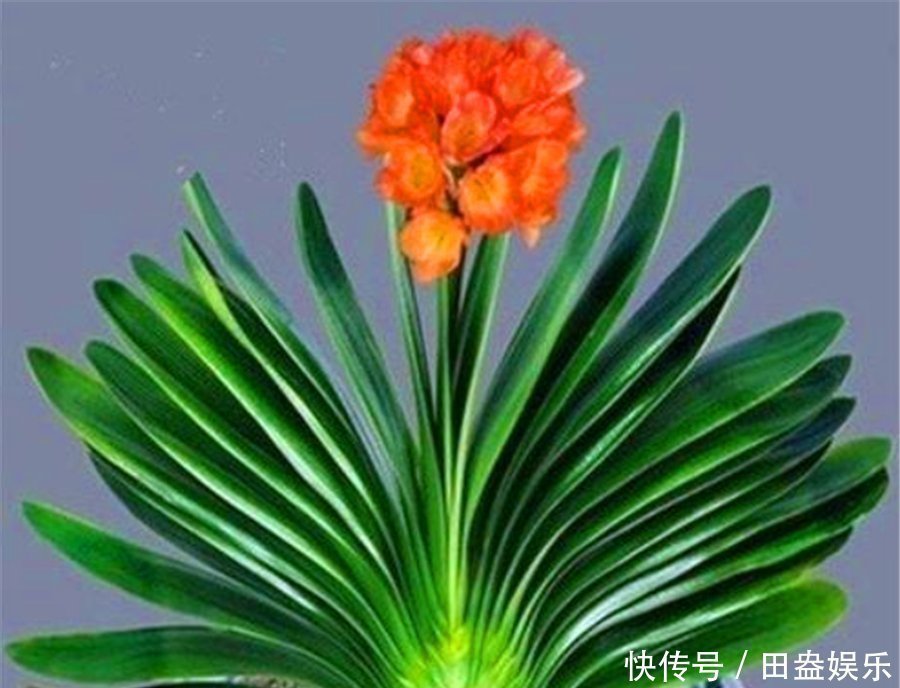 君子兰有“4怕”,难怪叶子长歪还夹箭,学会了叶片光亮顺利开花