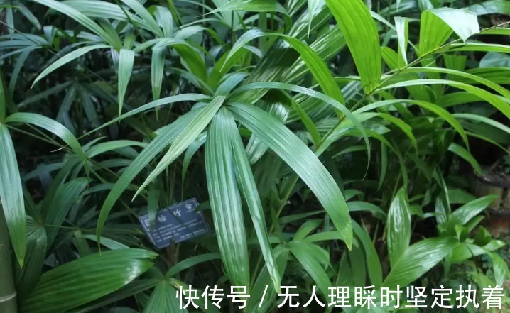 你知道吗这五种植物只要种在房间里,身体便会越来越好哦!