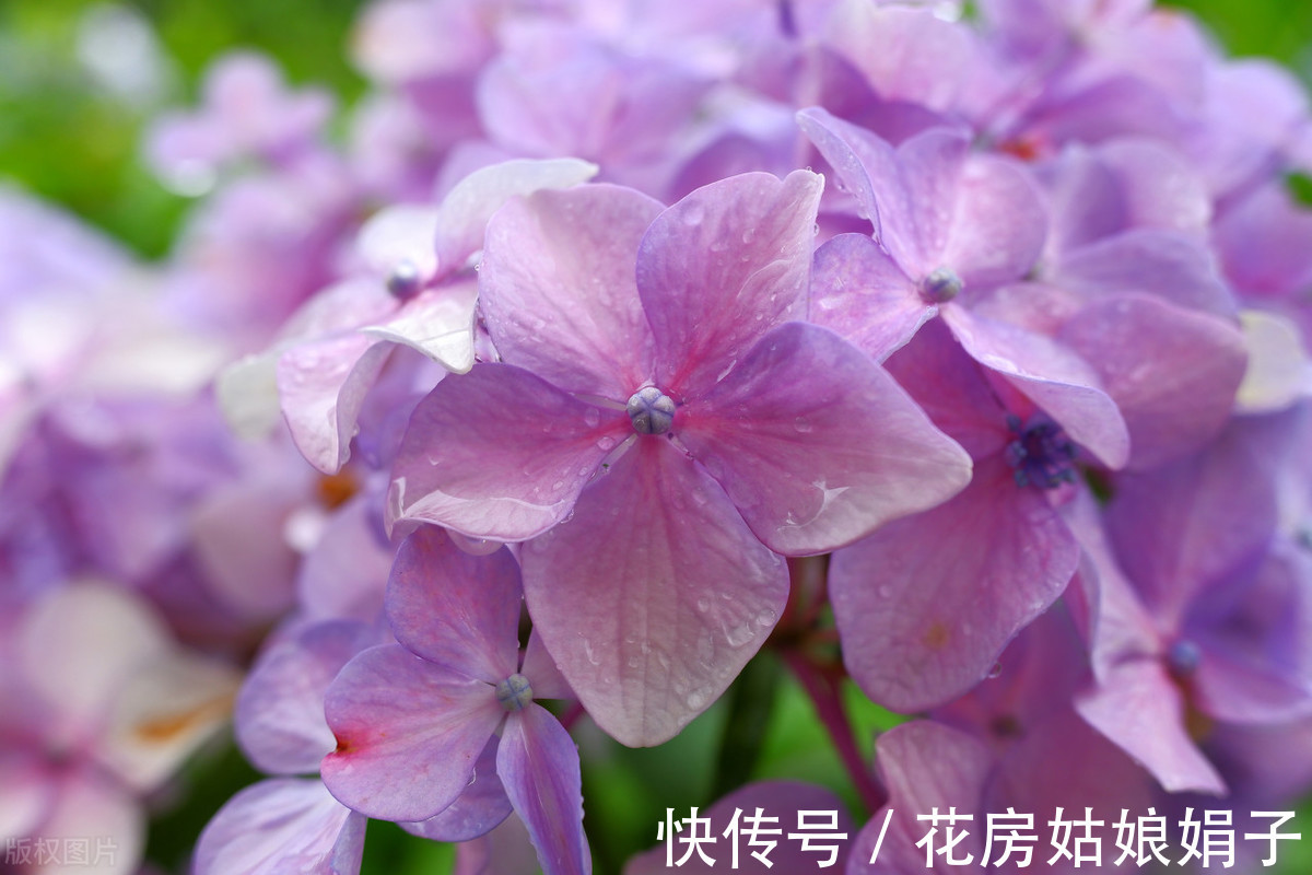 盆栽|盆栽花卉如何度过42天的三伏天？记住5个要点，安全度过三伏天