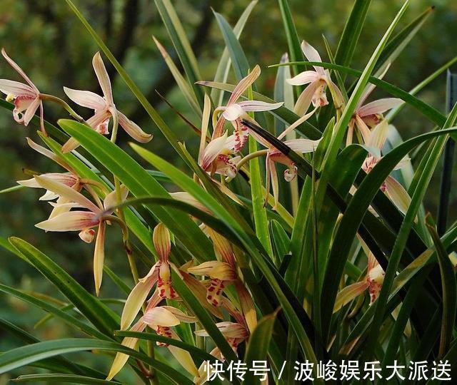 绿化|兰花被我养得面黄肌瘦黄叶掉叶怎么办3点措施还可以拯救一下