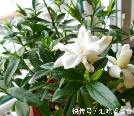 绣球|4种花,再漂亮也不能买,开不几天花,很容就挂了