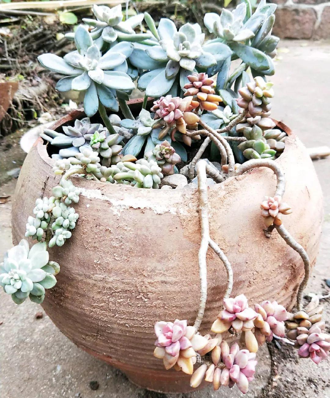 他用菜坛子种多肉,1分不花,呼呼长成“大米饭”!