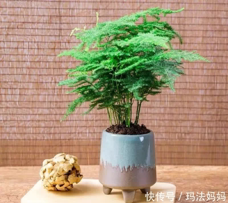 文竹|花卉不要“养得太好”，不然观赏性大打折扣，得不偿失