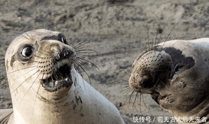 寺庙|他被朱元璋关进寺庙,23天不给饭,见面朱元璋问怎么还活着!