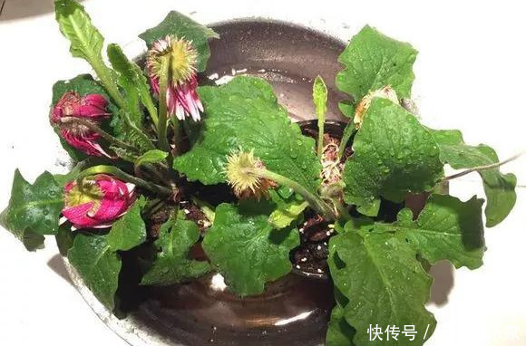 路边一堆“名贵花”，丢人也要捡，捡回家养2个月就开花！