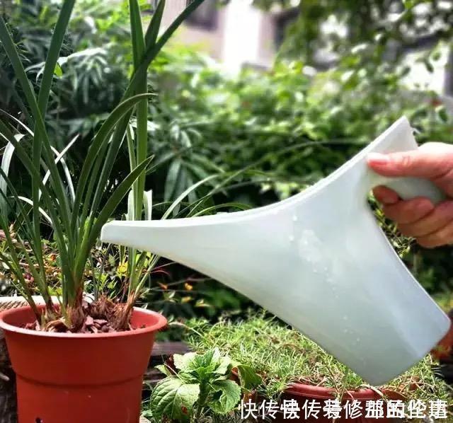 叶片|为什么你养的君子兰始终不开花?问题出在浇水上,四种水轻松化解