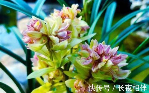 建议别错过的兰花之王,花朵够大开花够多,香味纯正,还特别好养