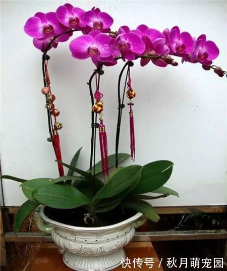 秋天|秋天养“6种花”就不可以多浇水,不然容易黄叶烂根,开花更是难