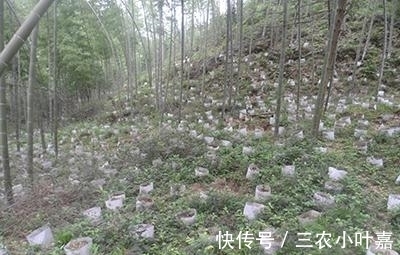 植物名实图考|这种抗癌的中草药只有中国特有,你们家乡有吗?