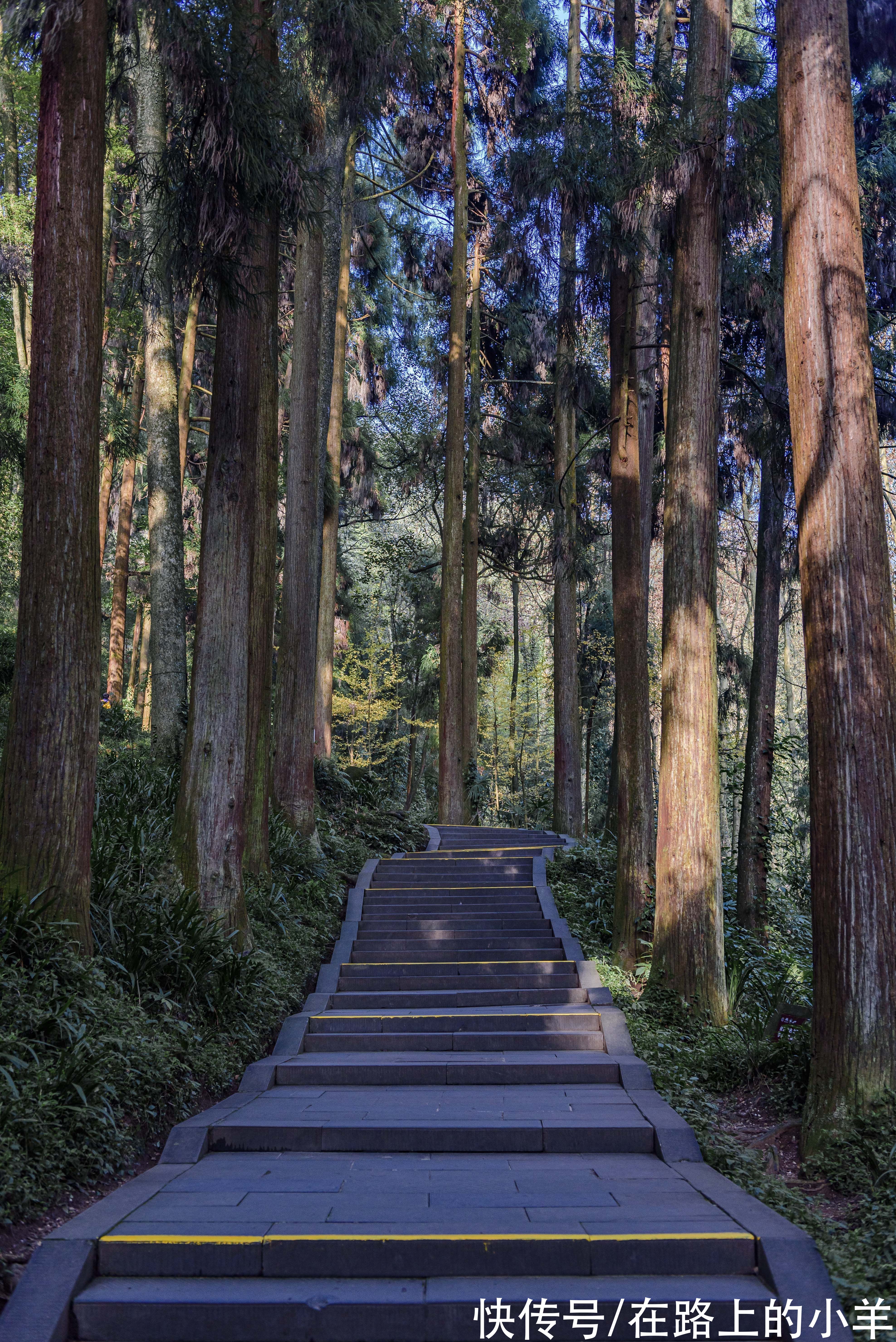 索道|旅游成都唯一的5A景区，感叹山上的风景如此之美，80门票花得很值