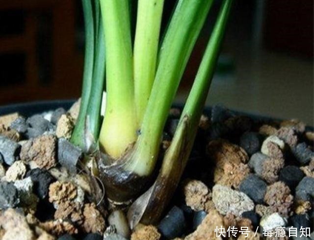 兰花容易出现软腐病做好这“4件事”,及时预防,才能株壮花美!