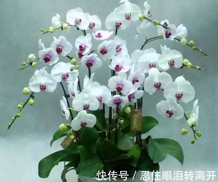 新手|年后蝴蝶兰开完花,3件事做好,新手也能养好它