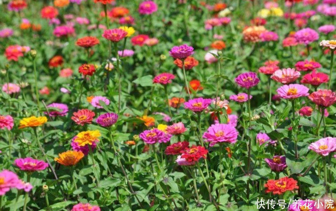 干旱|5种花，不怕热耐干旱，晒晒太阳开花更多