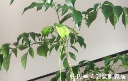 金钱树|6种植物，花开富贵“好兆头”，能养开花“不简单”