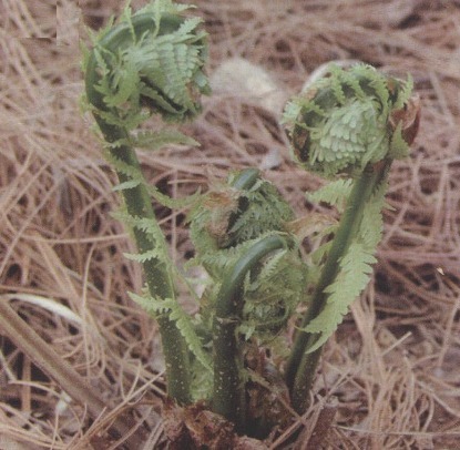 野菜|农村路边有野菜，可以治疗高血压、高血糖和心血管疾病。
