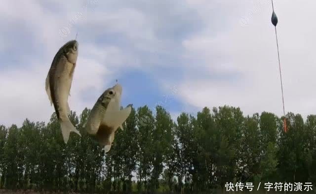 子线|浅滩、走水、刮大风,双活铅速钓潮白河