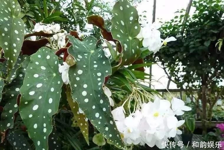 三伏天里,家里摆3种“叶子花”,叶子比花更漂亮,很有“档次”