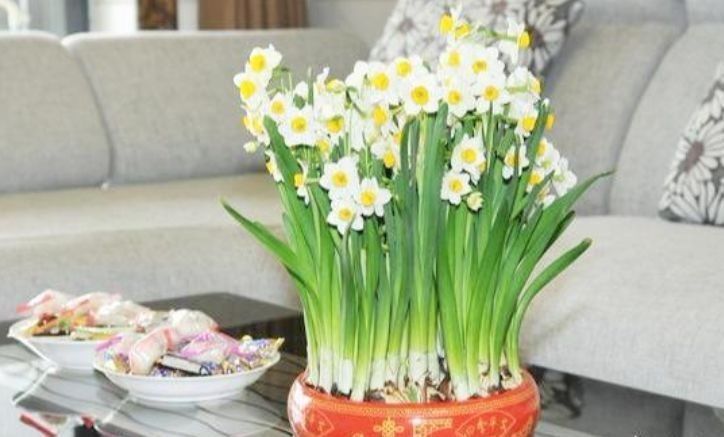 卧室就养几种花,改善睡眠质量,空气清新,好养又好看