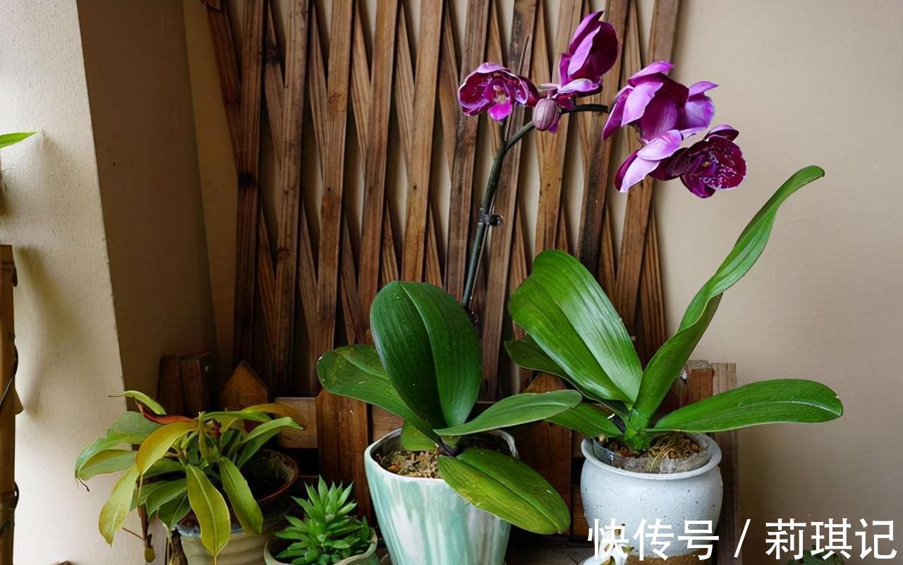 5种花空气再“干燥”,也别喷水,会黄叶、烂叶、掉花苞