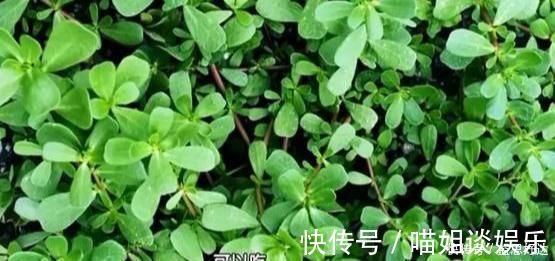 抗菌|救命的马齿苋，99的人不知道的作用再不吃就晚了