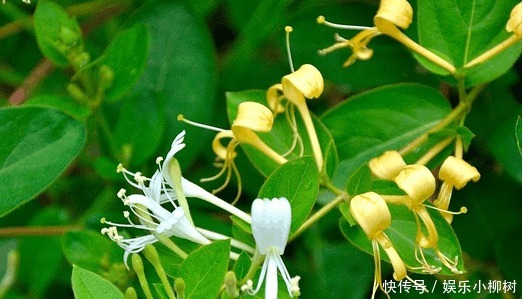 此花成双成对形影不离，酷似鸳鸯对舞，是镇宅驱邪的著名花卉