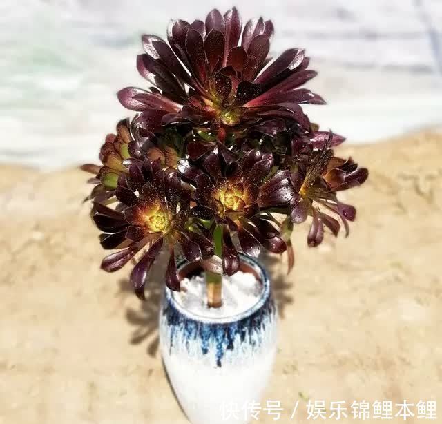 早春养黑法师，4个要点做1做，养成漂亮紫莲花