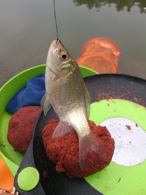 爆护|六陈水库开光新鱼护,崇尚不以爆护秀钓技