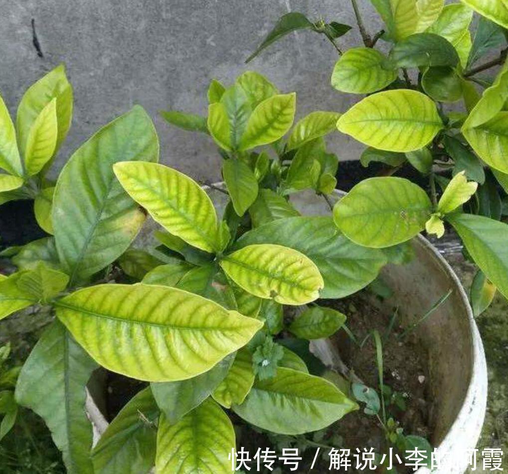 养栀子花缺了这三样,黄叶掉花苞,及时改善,叶绿根壮花满枝头