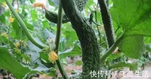 养颜|对身体很好的3种食物,值得每天吃一些,排毒养颜、改善体质