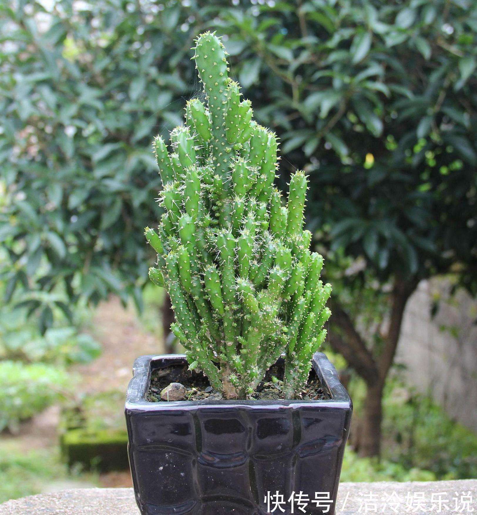 植物|3种长得丑的植物，很多人嫌弃，但聪明人会养，难怪越来越健康！