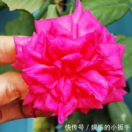 月季一周内开出两种不同颜色的花,是怎么回事