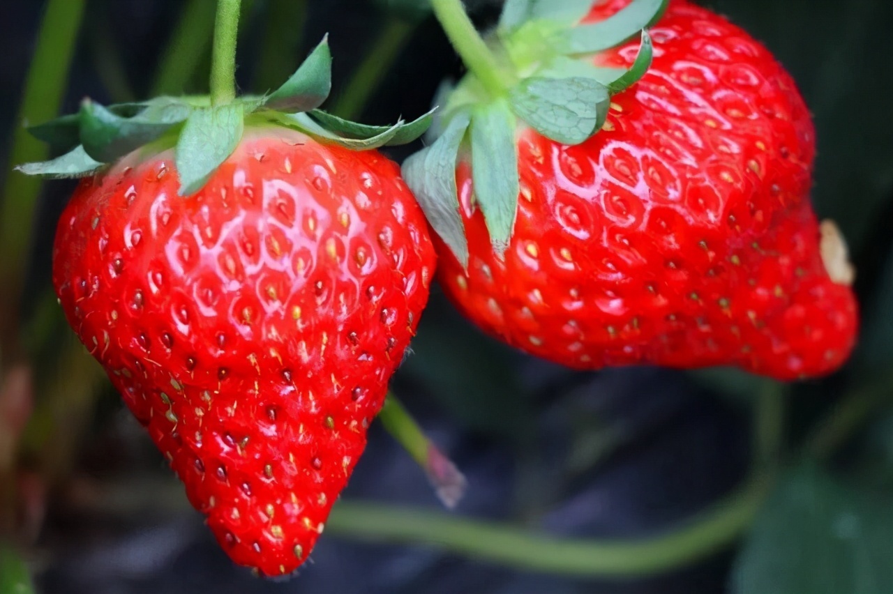 羊肉|孕期不要暴饮暴食,这几种食物可以多吃,对胎儿身体好
