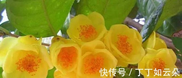 此花被誉为“植物黄金”花色金黄，富有营养，家观赏食用皆可！