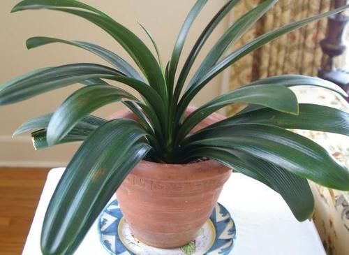 环境温度|君子兰养了7年,长得好却不开花?快催花,1个月就爆出大花头