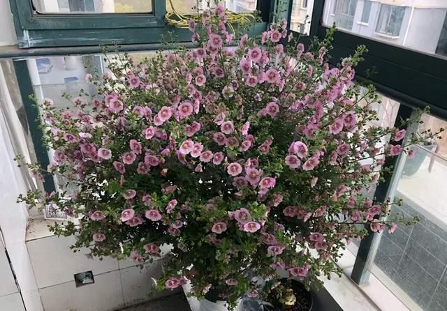 惊人|3种花开花太惊人,一次200朵,懂花的人都喜欢