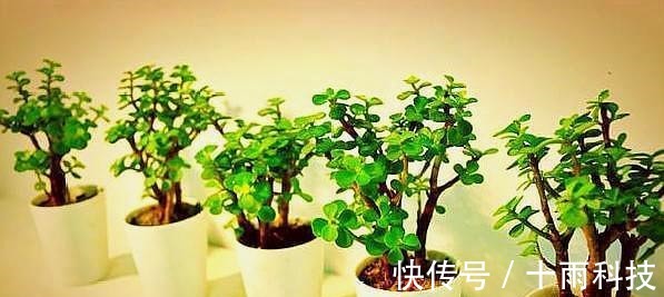 养分|金枝玉叶这样养,枝干粗壮叶片肥,一根小枝条,一年变“老桩”