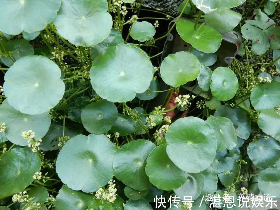 树荫下必不可少的11种耐阴植物,能开花,能观叶,看你选哪种