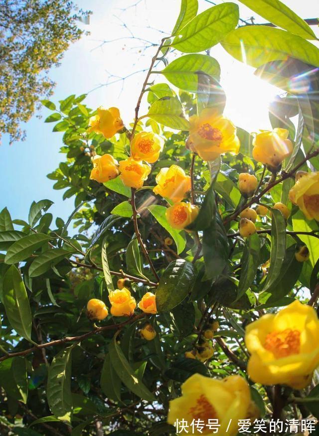 花卉|此花诞生于“恐龙”时期,通体金黄,芳香四溢,有钱都买不到