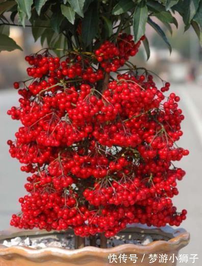 金桔|5种漂亮盆景,长出满枝红果果,养在家里上档次,越养越值钱