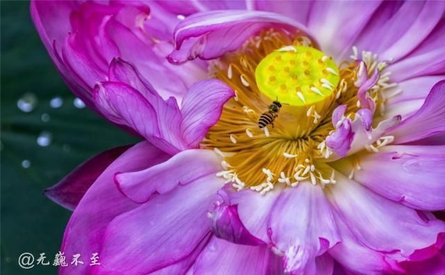 老年|青白江的夏雨荷——夏至错失日环食，怡湖园中观芙蕖