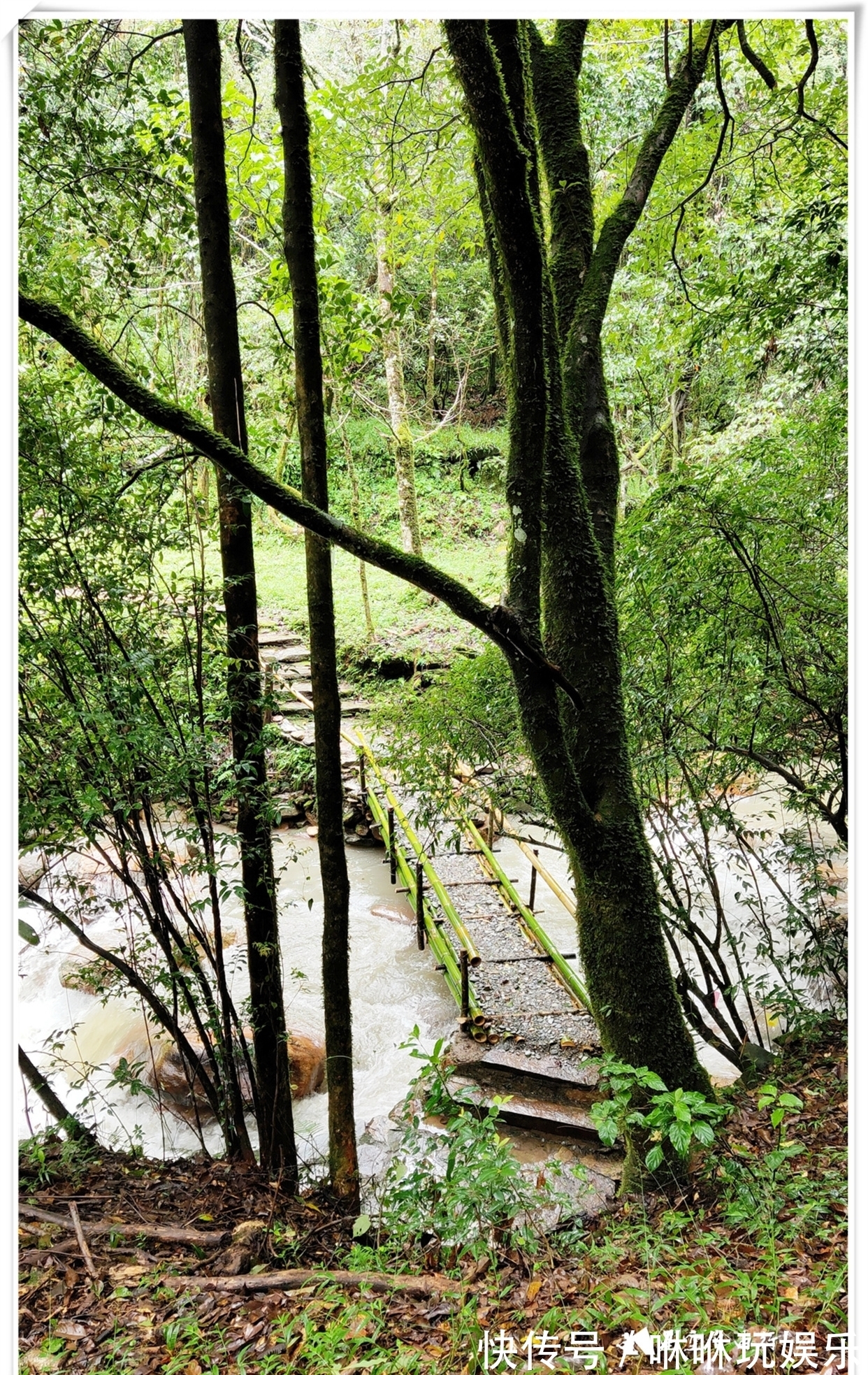 原始森林|自驾云南新平哀牢山，在雨中走茶马古道、体会马帮伙计的辛酸苦辣