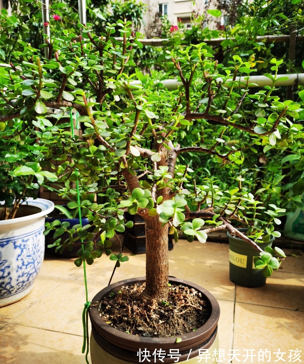 10种需要“干养”的花,不要''灌''着它们,不然全都烂根