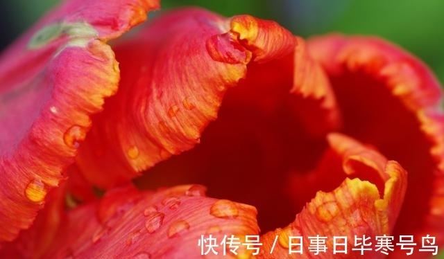 旧爱|桃花滚烫，爱不熄灭，旧爱回归，心动未改，重来相爱