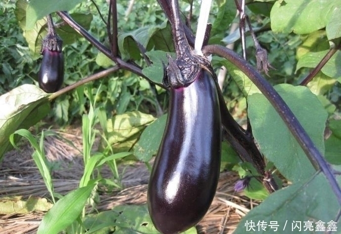 忠告茄子不能和此物同食，吃了就是没病找病，现在知道还不晚