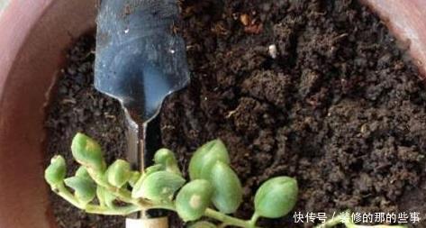 多肉换盆取不出来咋整?资深肉友:教你3招
