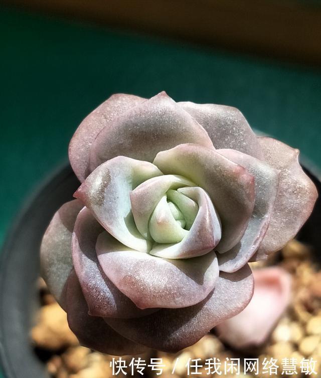 养了三年，多肉终于给点颜色瞧瞧了